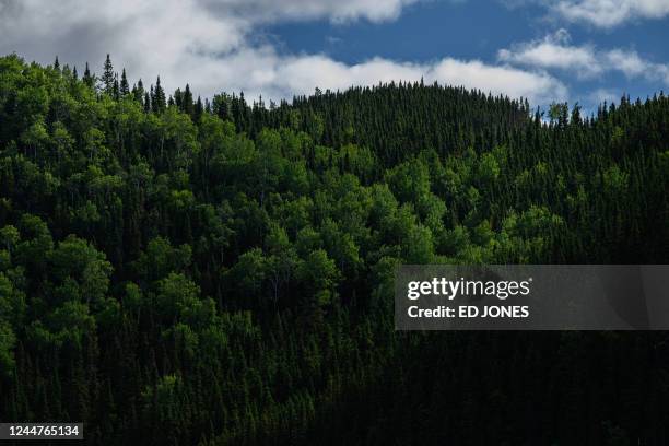 General view shows Trembling Aspen and Balsam Fir tree species of the Canadian boreal forest in the La Haute-Côte-Nord municipality west of...