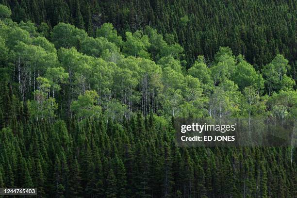 General view shows Trembling Aspen and Balsam Fir tree species of the Canadian boreal forest in the La Haute-Côte-Nord municipality west of...