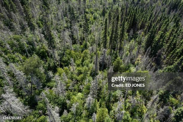 An aerial view shows defoliated trees in an area of the Canadian boreal forest affected by spruce budworm insects, in the La Haute-Côte-Nord...