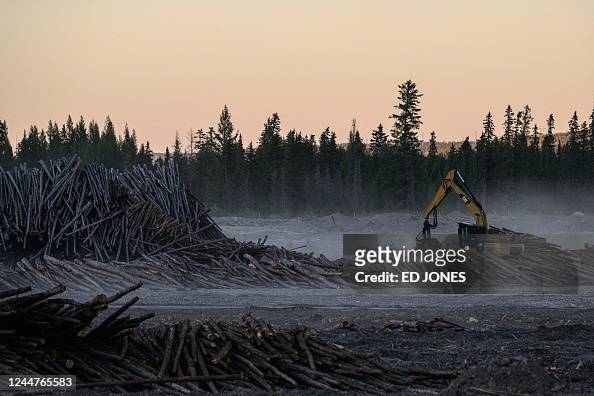 CANADA-ENVIRONMENT-CLIMATE-COP27-FORESTS