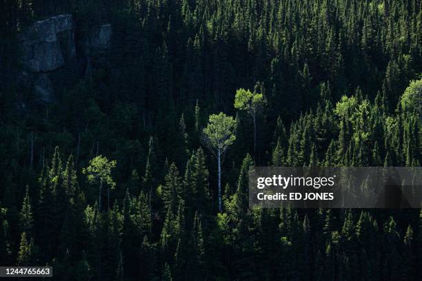 General view shows Trembling Aspen and Balsam Fir tree species of the Canadian boreal forest in the La Haute-Côte-Nord municipality west of...