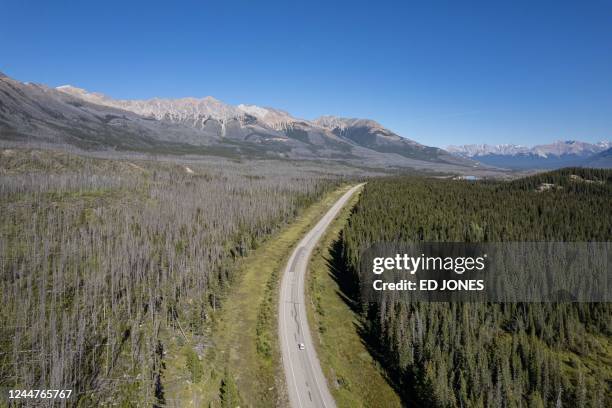 General view shows fire damaged trees near Saskatchewan river crossing between the Banff and Jasper national parks, in Alberta, on September 9, 2022....