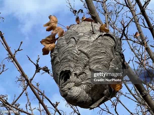 Paper wasp nest in a tree in Toronto, Ontario, Canada, on November 05, 2022.