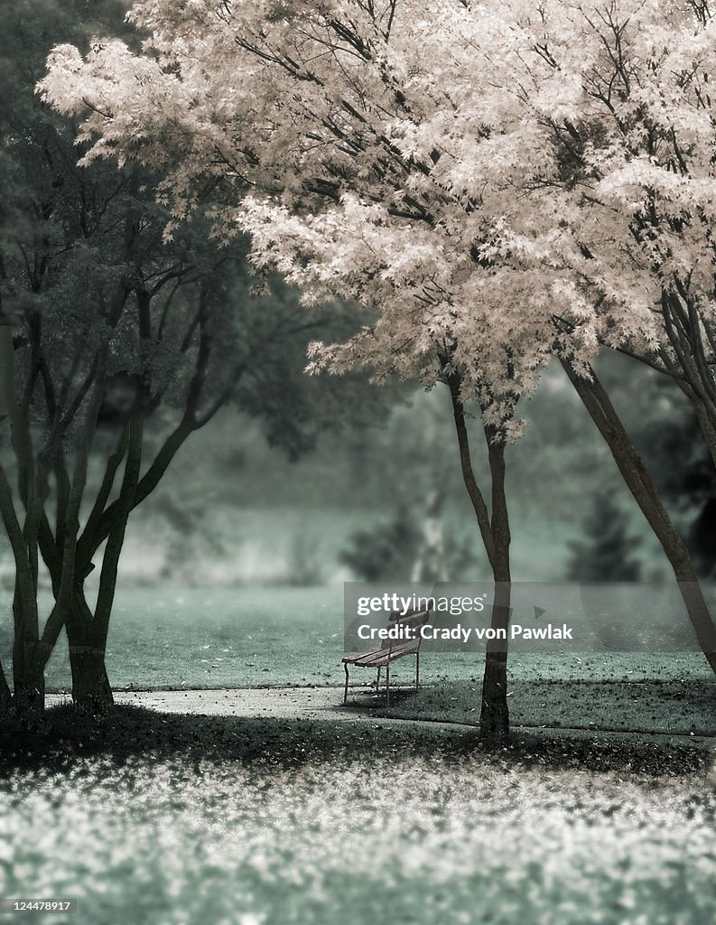 Bench between trees