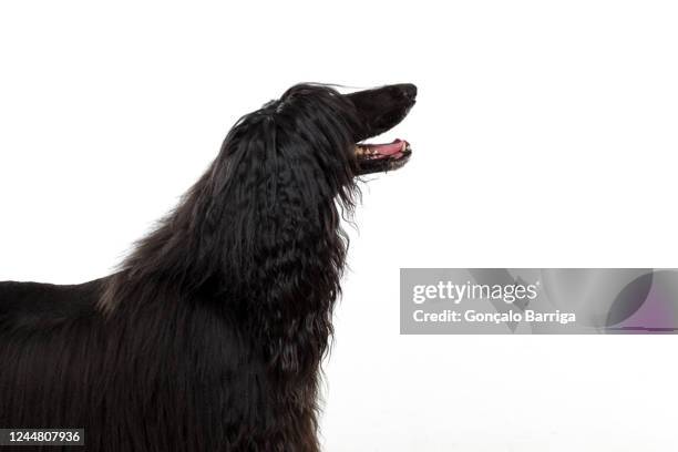 a black afghan hound, head and shoulders, looking around head up and alert. - looking around on white background stock pictures, royalty-free photos & images