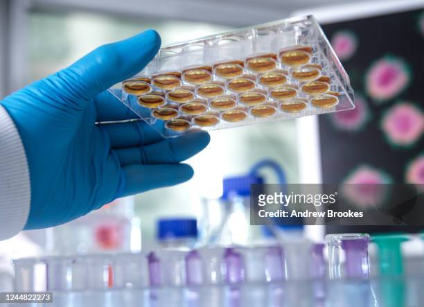 biomedical research, scientist preparing a multi well plate for analytical testing of samples in the laboratory. - coronavirus laboratory stock pictures, royalty-free photos & images