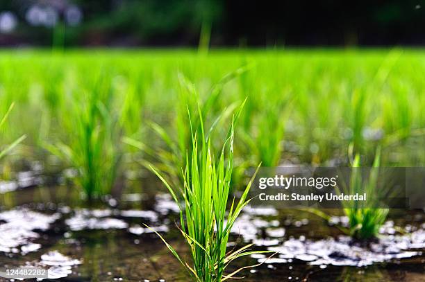 Stanley Rice Photos and Premium High Res Pictures - Getty Images