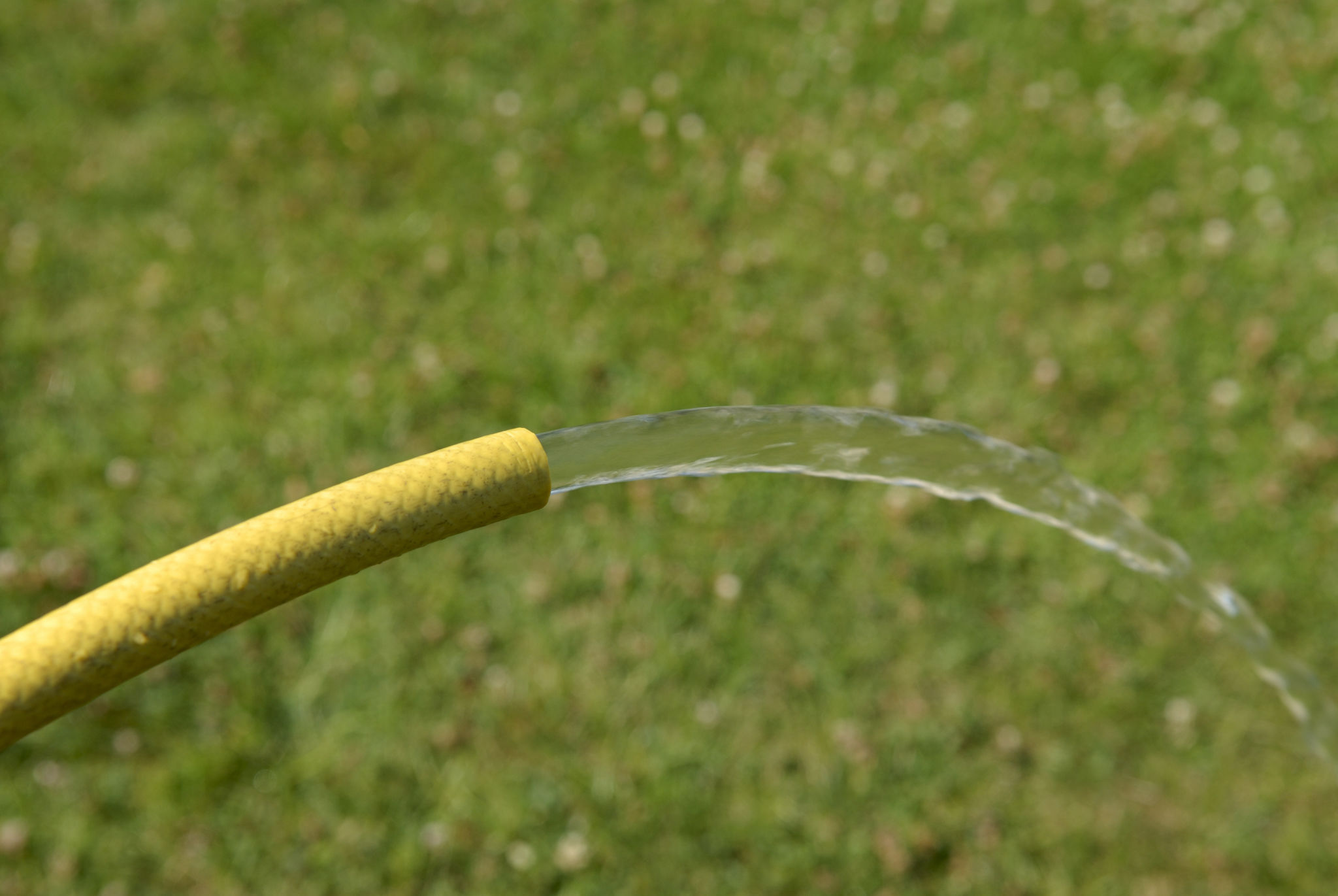 watering clover