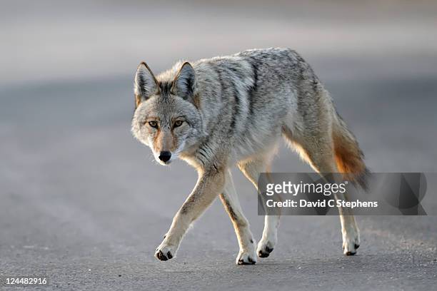 coyote walking close - coyote stockfoto's en -beelden