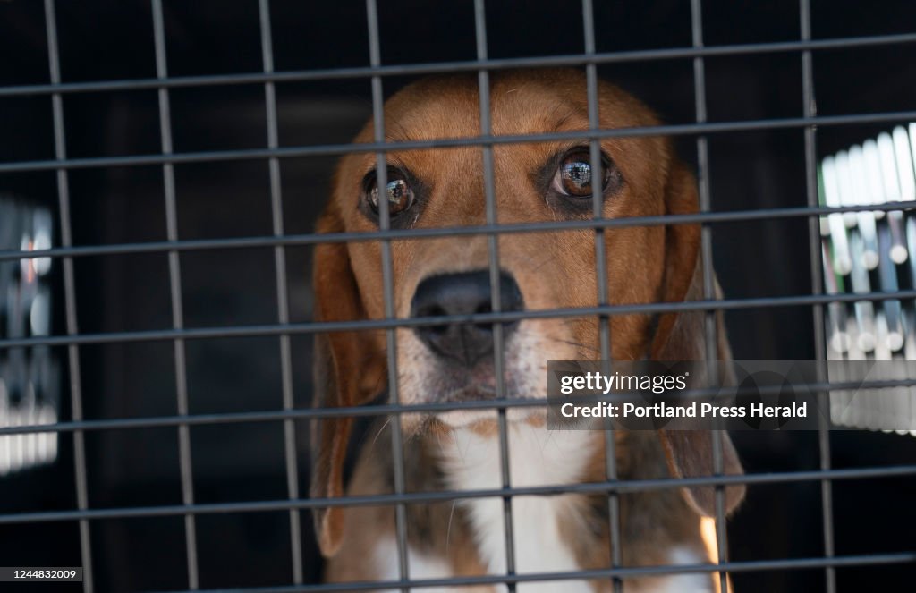 The beagles have landed