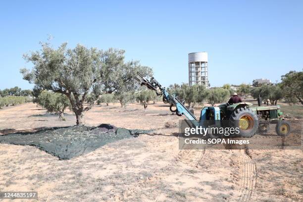 Salem Liga, a farmer harvests olives with the modern olive harvester that saves him time, effort and money. The Suwehli farm on the outskirts of...
