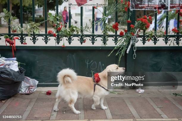 Dog with red roses on his collar front of the Polytechnic during celebrations for the 49th anniversary of 1973 Athens Polytechnic student uprising...