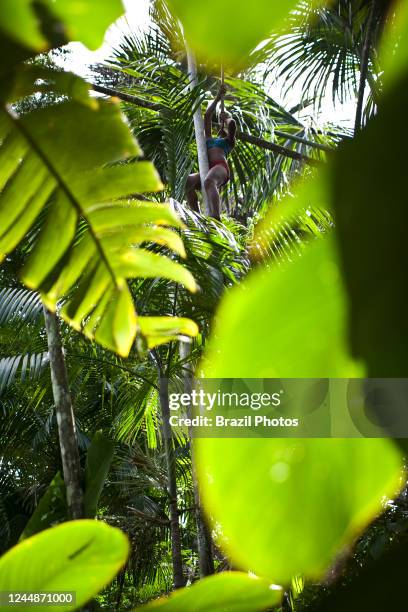 Afro-Brazilian young woman picks açaí fruits in the forests of São Raimundo Quilombo. A quilombo is a Brazilian hinterland settlement founded by...