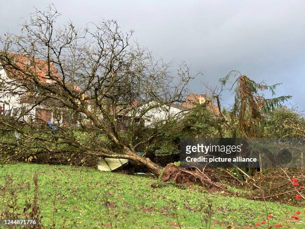 November 2022, Saarland, Urexweiler: A storm with gale force winds and hail uprooted trees in a garden on . Several media reported a tornado, the...