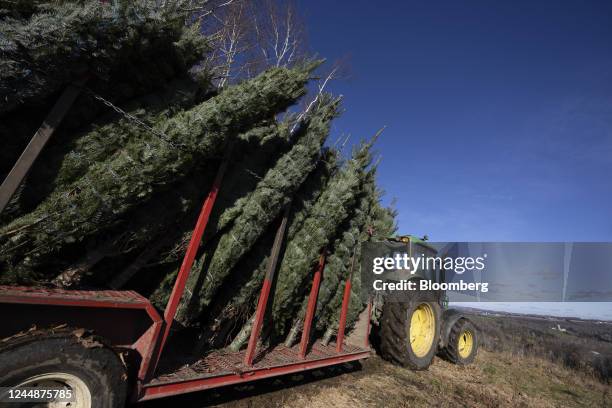 Christmas trees loaded onto a tractor at Valfei farm in Coaticook, Quebec, Canada, on Tuesday, Nov. 15, 2022. The company cultivates over 1200 acres...