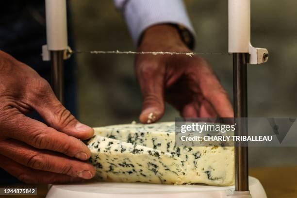 This photograph taken on November 16 shows a piece of Roquefort cheese at the headquarter of "Le Vieux Berger" roquefort cheese brand in...