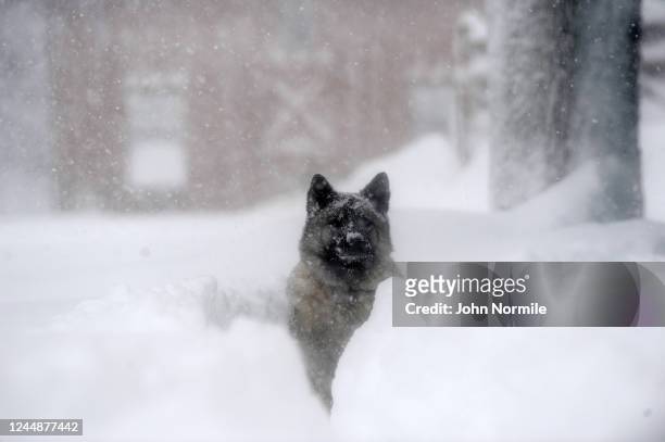 November 18: Ragnor a Norwegian Elkhound watches plays in a snowstorm on November 18, 2022 in Hamburg, New York. Around Buffalo and the surrounding...