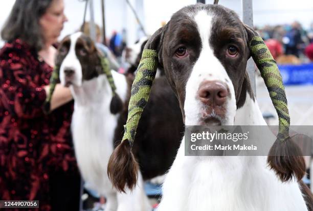 English Springer Spaniels have their ears wrapped in camouflaged materials while groomed during the National Dog Show hosted by The Kennel Club of...