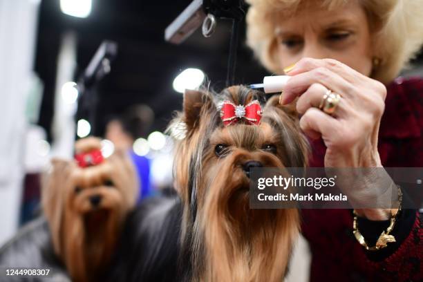 Mary Beth Mitchell touches up the ribbon on her Yorkshire Terrier during the National Dog Show hosted by The Kennel Club of Philadelphia on November...