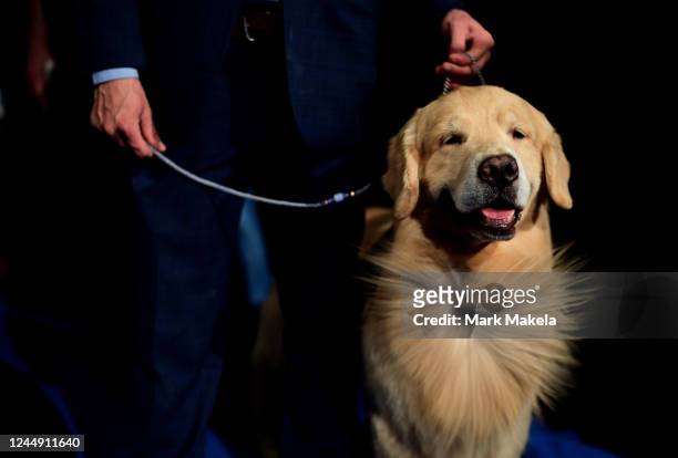 Forrest, a Golden Retriever, reacts as a fan blows his fur backstage before showing during the National Dog Show on November 19, 2022 in Oaks,...