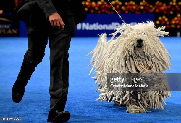 Komondor competes during the working group at the National Dog Show on November 19, 2022 in Oaks, Pennsylvania. Nearly 2,000 dogs across 200 breeds...