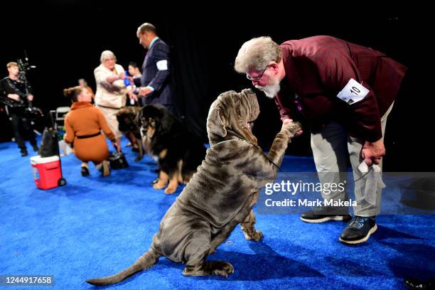 Neapolitan Mastiff shakes with his handler backstage before showing during the National Dog Show on November 19, 2022 in Oaks, Pennsylvania. Nearly...