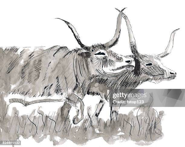 pen and ink long horns - texas longhorn stock illustrations