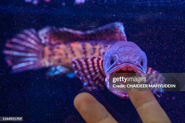 Snakehead fish, known locally as ikan gabus, reacts to a man's finger from its aquarium during a pet expo at a shopping mall in Banda Aceh on...