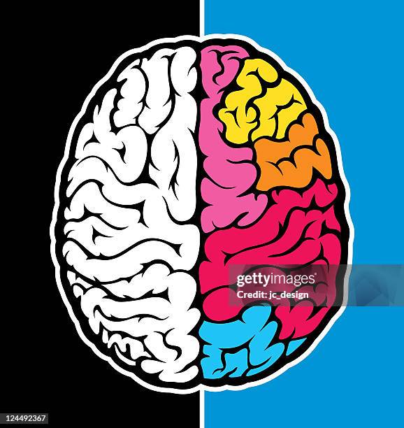 right brain - cerebral hemisphere stock illustrations