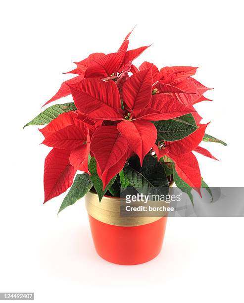 poinsettia - christmas star stock pictures, royalty-free photos & images