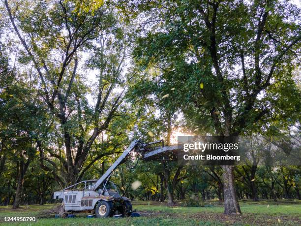 Worker operates a Orchard-Rite tree shaker during a pecan harvest at a farm in Richland, Georgia, US, on Thursday, Nov. 17, 2022. Pecan prices remain...
