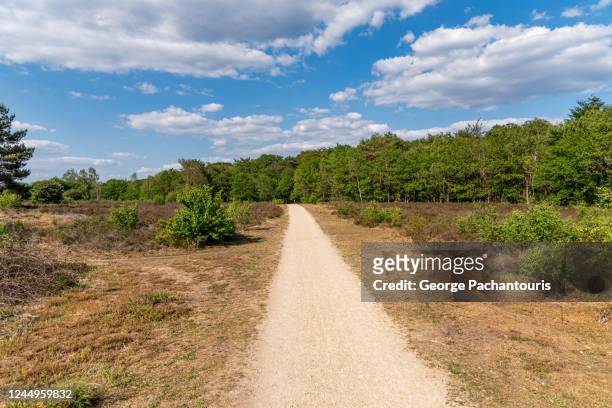 walking path in the nature - gelderland bildbanksfoton och bilder