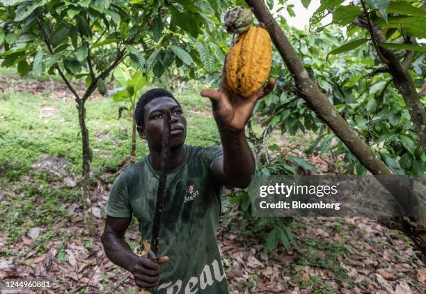 Worker cuts down cocoa pods from a tree on a farm in Azaguie, Ivory Coast, on Friday, Nov. 18, 2022. As favorable weather in Ivory Coast boosts the...