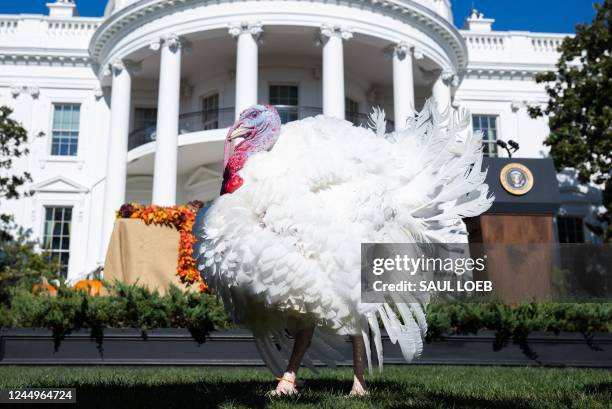 Turkey named Chip walks on the South Lawn of the White House in Washington, DC, November 21 following a Thanksgiving turkey pardoning ceremony by US...