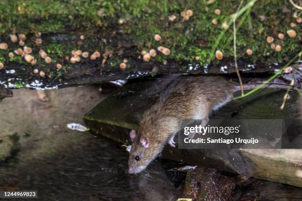 Dutch Water Rats 16 Black Water Rat Stock Photos, High-Res Pictures, and Images - Getty ...