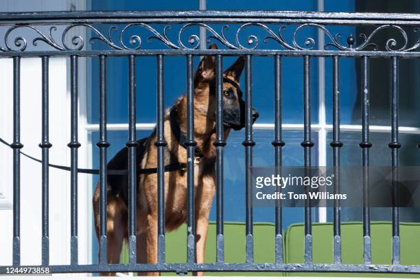 Commander, President Joe Bidens German shepherd, oversees the National Thanksgiving Turkey Pardoning on the South Lawn of the White House on Monday,...