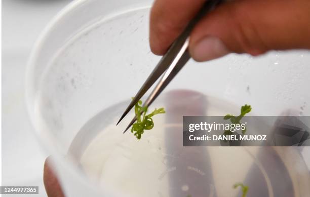 Researcher Pilar Marquez handles an ancestral potato seedling at a laboratory in Carmen de Carupa, Colombia, on November 11, 2022. - The scientists...