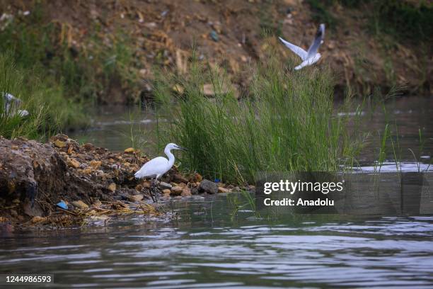 View of birds on Tigris River, heavily polluted due to chemical waste and garbage dump in Baghdad, Iraq on November 16, 2022. As sewage water; toxic,...