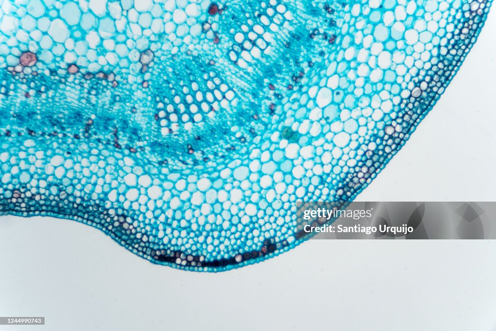 Microscopic view of stem of cotton