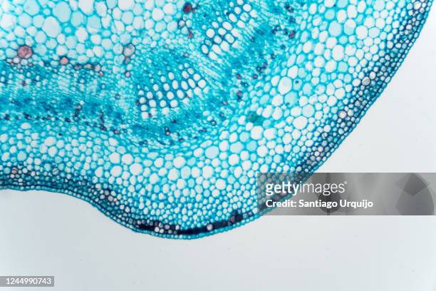 microscopic view of stem of cotton - histology 個照片及圖片檔