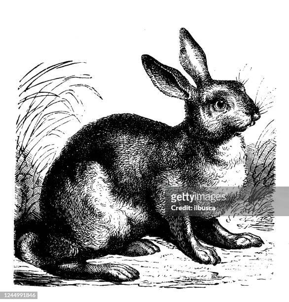 antique illustration: hare - hare stock illustrations