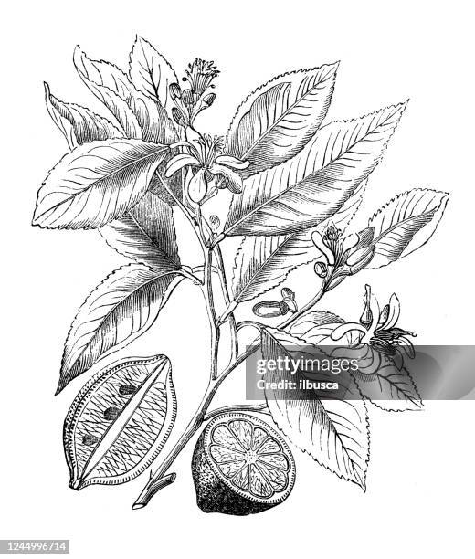 antique botany illustration: lemon tree - lemon tree stock illustrations