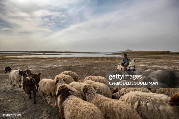 Young Syrian shepherd and his sheep stand amidst drought and low water levels in the Euphrates River, in the western countryside of Tabqa in Syria's...