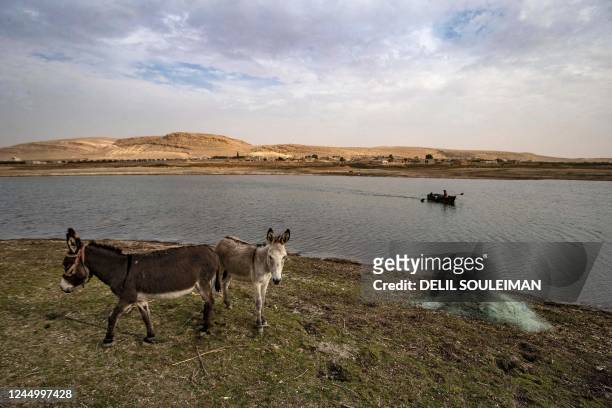 Donkeys stand amidst drought and low water levels in the Euphrates River in the western countryside of Tabqa in Syria's Raqqa governorate, on...