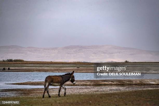 Donkey walks amidst drought and low water levels in the Euphrates River, in the western countryside of Tabqa in Syria's Raqqa governorate, on...