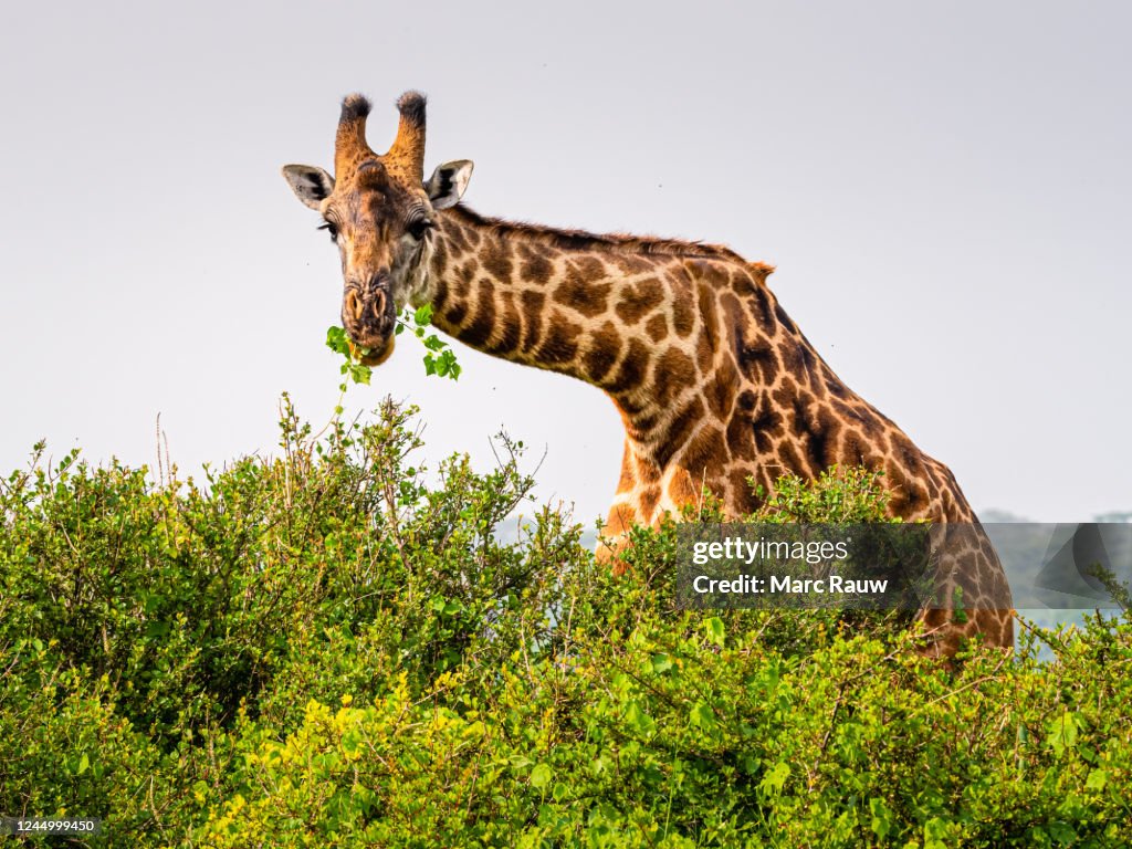 Giraffe bending its neck to eat fresh green leaves