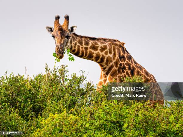 giraffe bending its neck to eat fresh green leaves - giraffe stock pictures, royalty-free photos & images