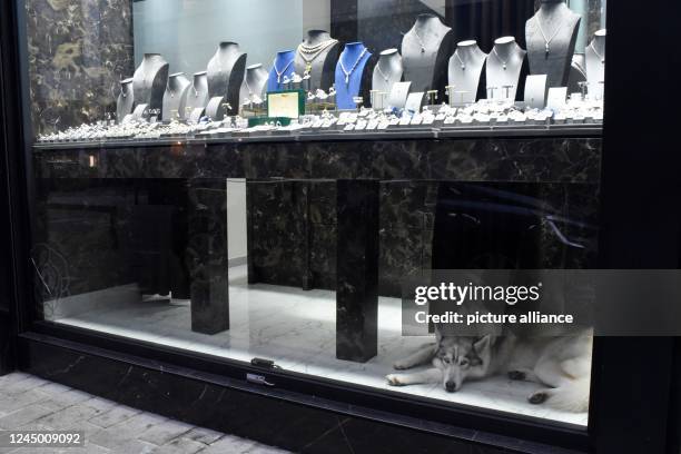 November 2022, Belgium, Antwerpen: A dog lies in the window of a diamond store in Antwerp. Photo: Luise Evers/dpa