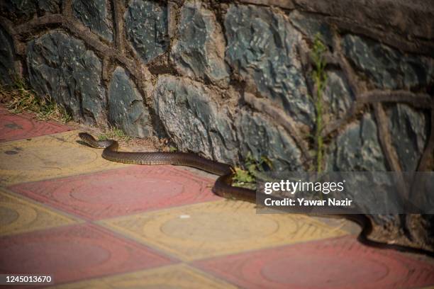 Snake is seen in a park on the banks of Wular lake on November 23, 2022 in Wular 75 km north of Srinagar, Indian administered Kashmir, India. Wular...