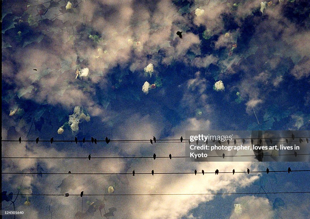 Flower in sky and bird on wire